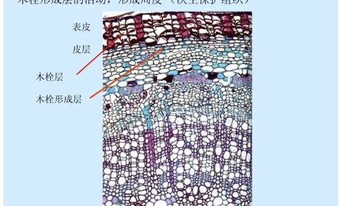 百香果炖汤功效网 | 百香果炖汤功效和作用,百香果炖汤功效与作用