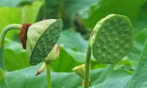 百香果炖汤功效和作用-百香果炖汤功效网 | 百香果炖汤功效和作用,百香果炖汤功效与作用